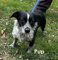 Pup