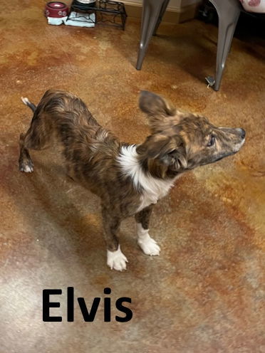 Elvis