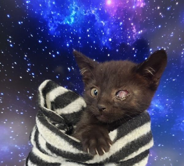 Merlin Manx