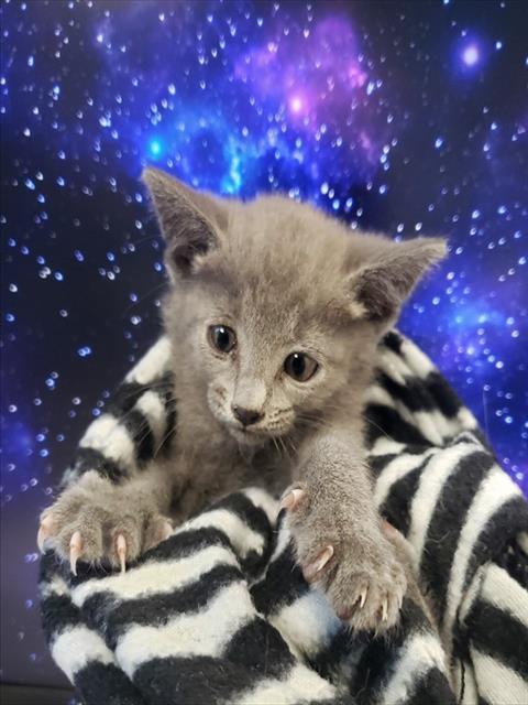 Minky Manx