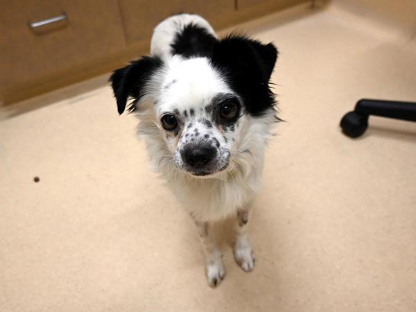 Mr. Pancakes thumbnail 2