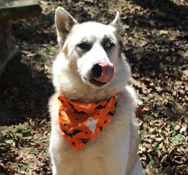 Jack o&#39; Lantern