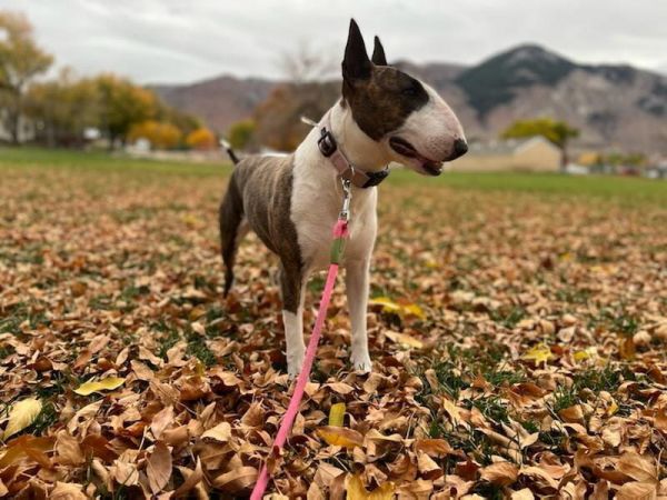Cali