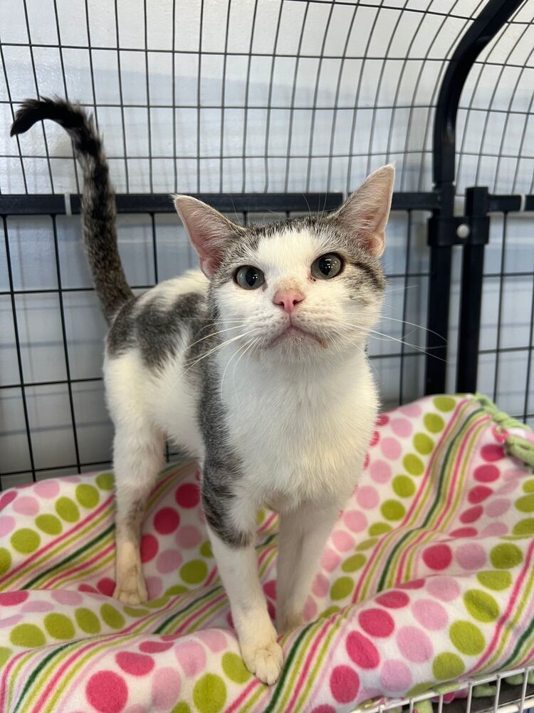 Cookies N' Creme, an adoptable Domestic Short Hair in McPherson, KS, 67460 | Photo Image 1
