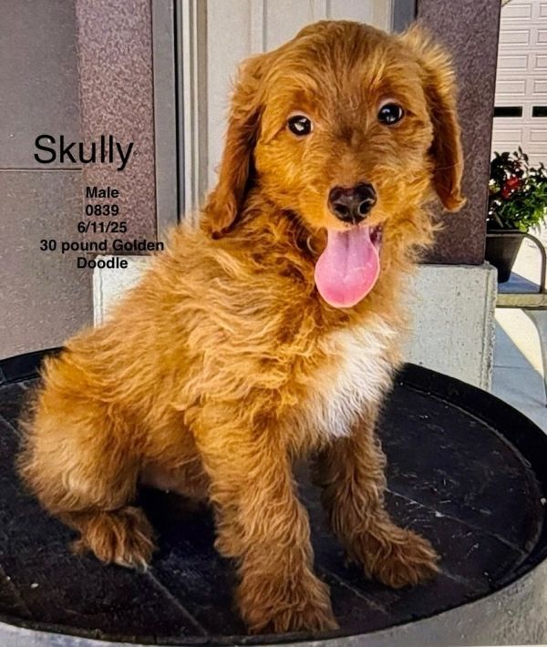 Skully