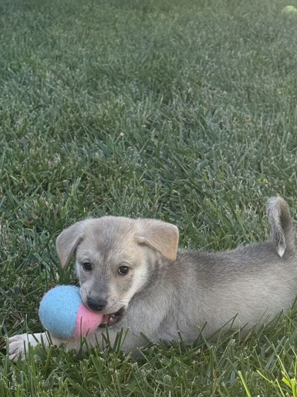 Apollo
