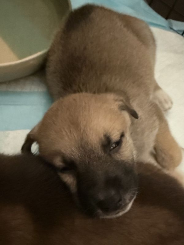 Hera