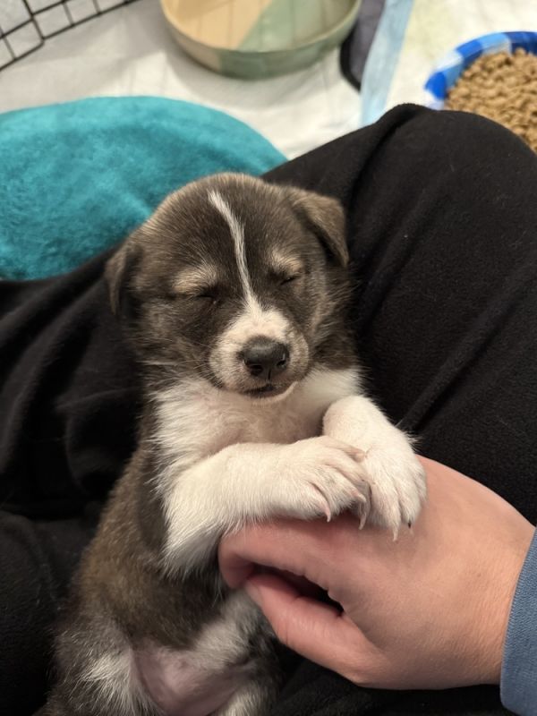 Artemis