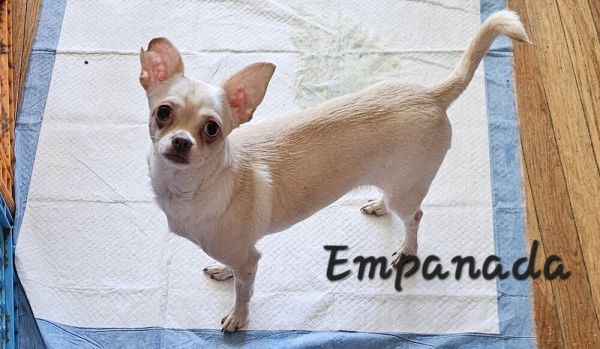 Empanada thumbnail 2