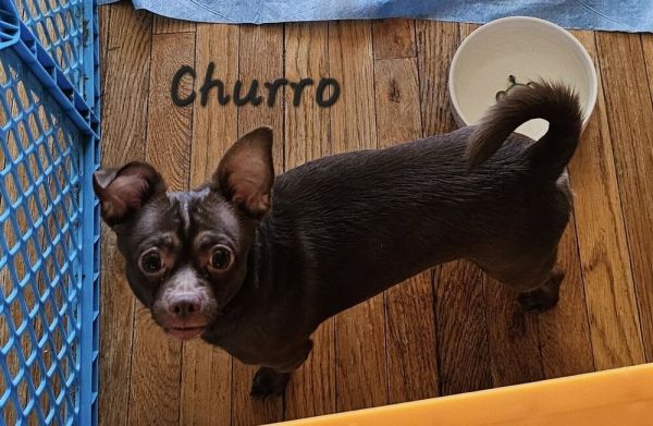 Churro
