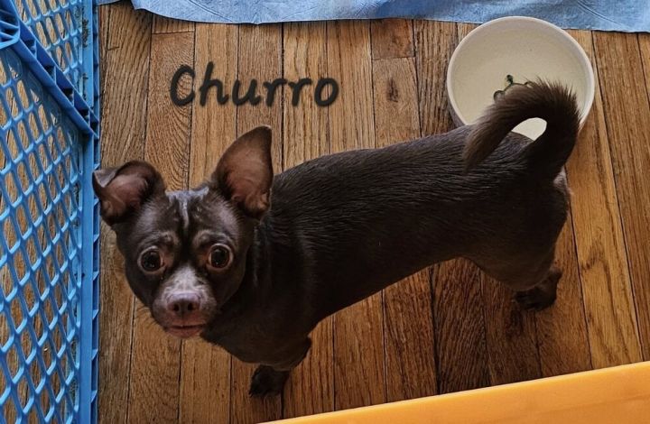 Churro 1
