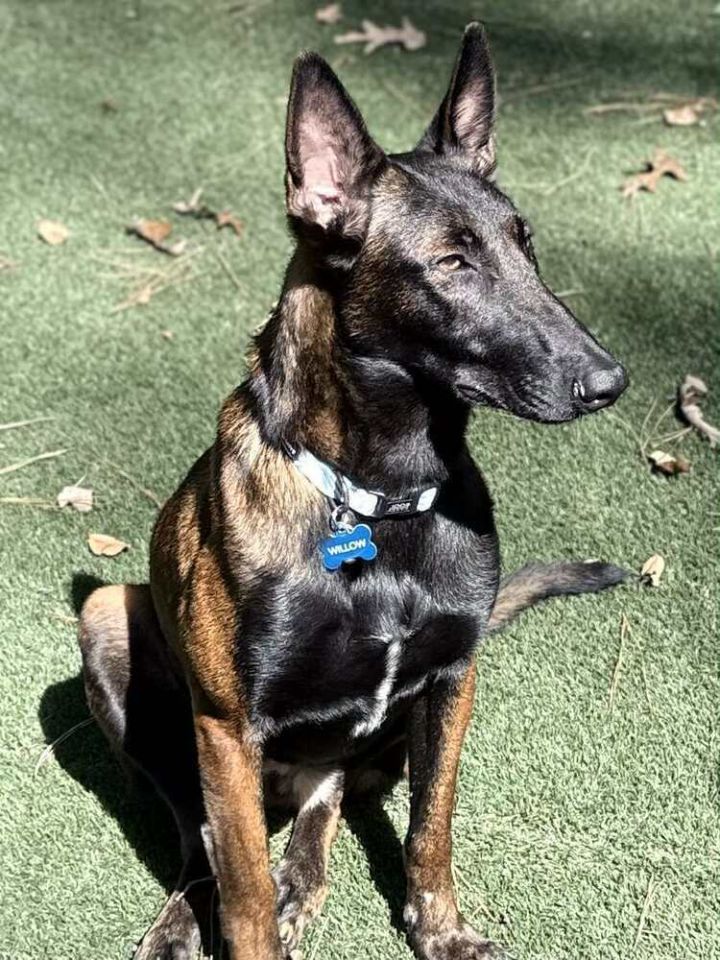 Felicity located in North Carolina (AKA Ellie) 2