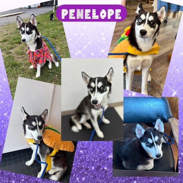 Penelope 1