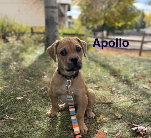 Apollo