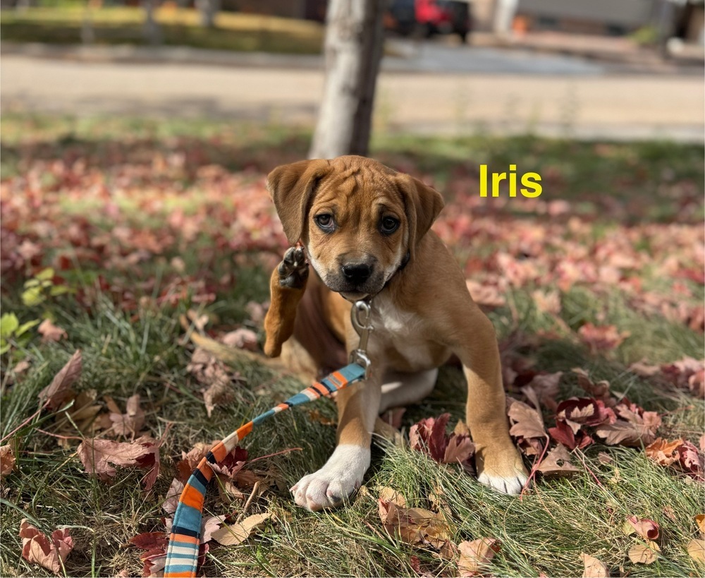 Iris