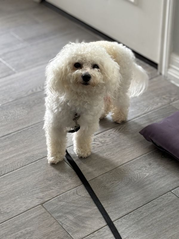 Biscuit