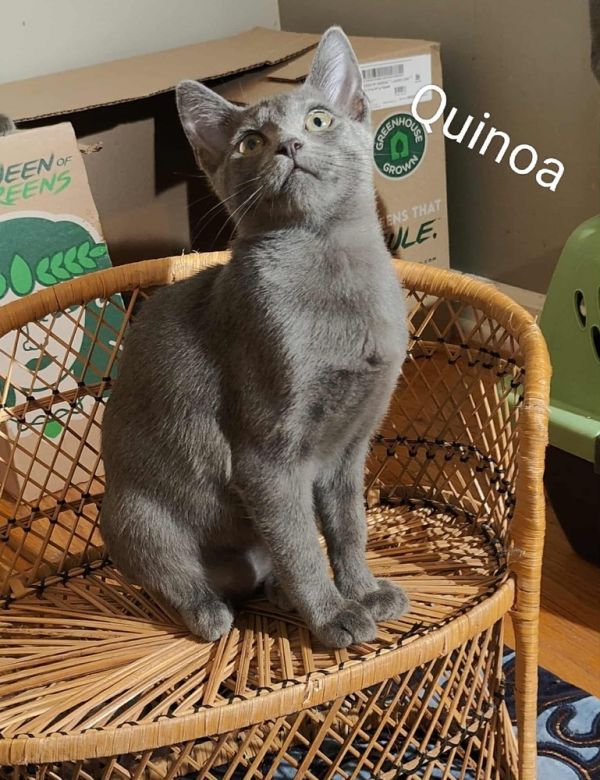 Quinoa