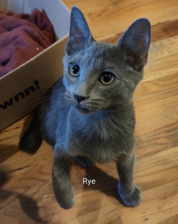 Rye