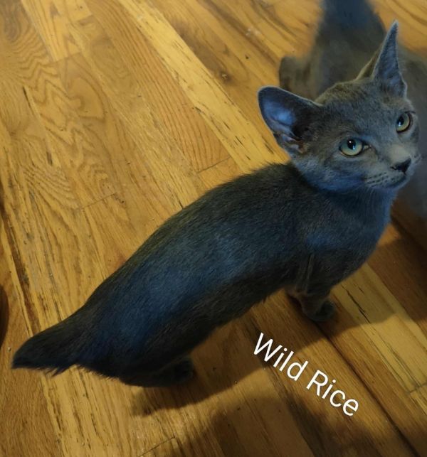 Wild Rice thumbnail 2