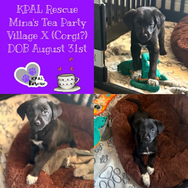 Roobios - Minas Tea Party