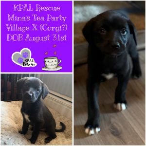 Ming - Minas Tea Party