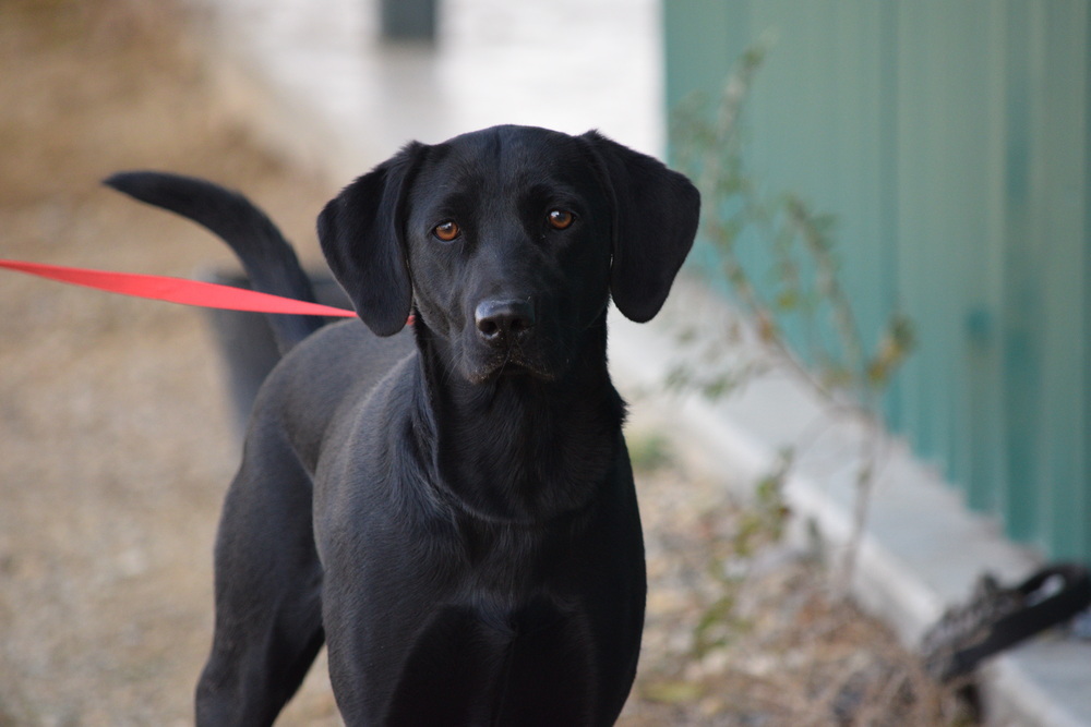Shayzee, an adoptable Labrador Retriever in Salmon, ID, 83467 | Photo Image 1