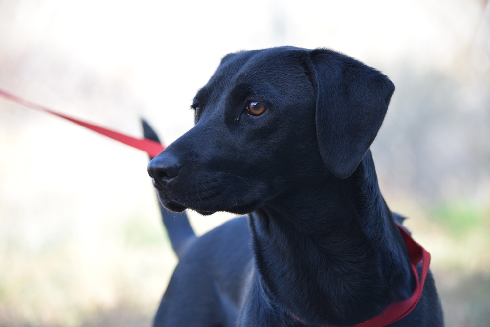 Shayzee, an adoptable Labrador Retriever in Salmon, ID, 83467 | Photo Image 2