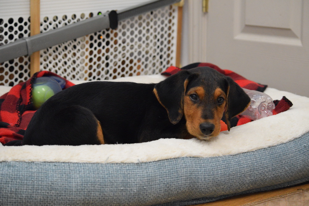Beetle, an adoptable Hound, Terrier in Salmon, ID, 83467 | Photo Image 1
