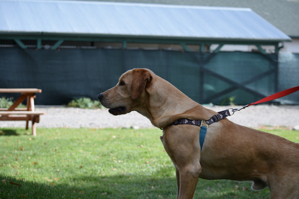 Rudy, an adoptable Labrador Retriever in Salmon, ID, 83467 | Photo Image 1
