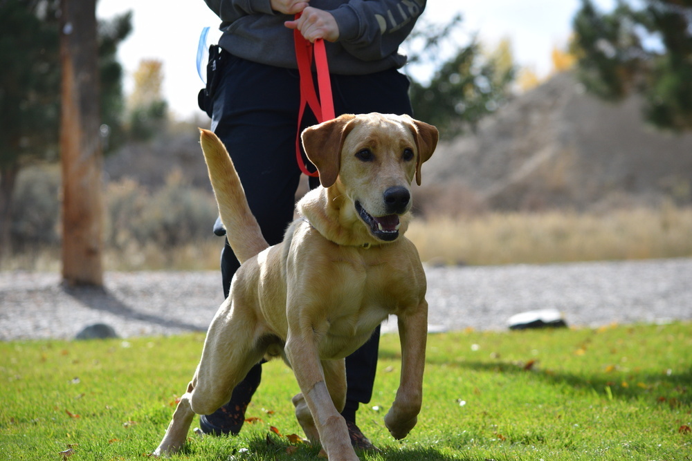Rudy, an adoptable Labrador Retriever in Salmon, ID, 83467 | Photo Image 2