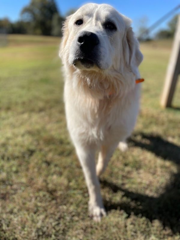 Gertie