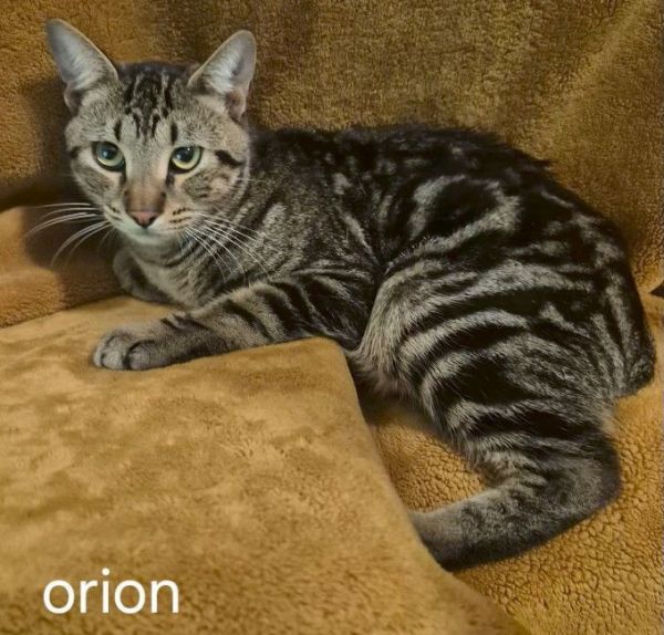 Orion