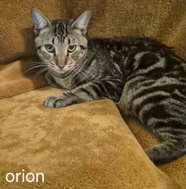 Orion thumbnail 2