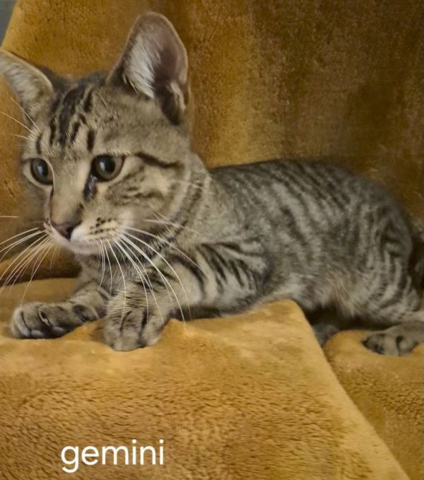 Gemini
