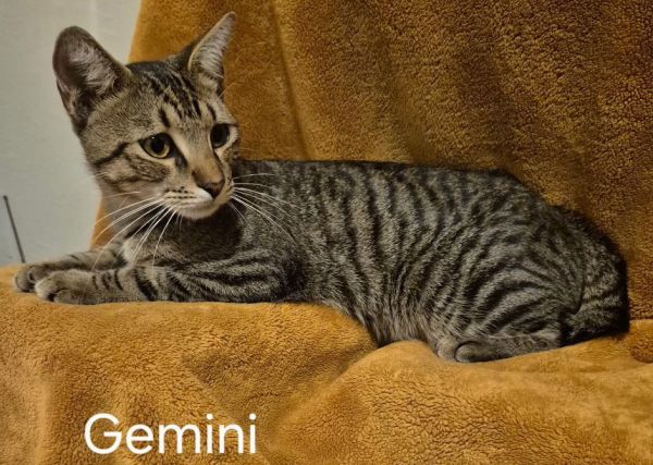 Gemini thumbnail 2