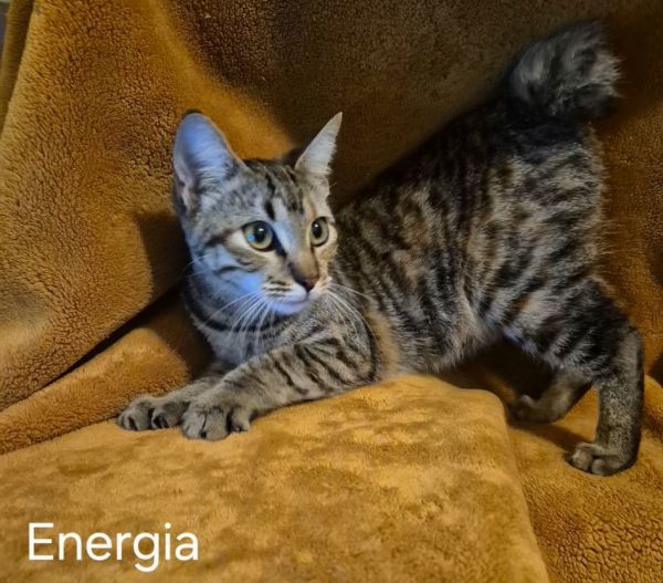 Energia