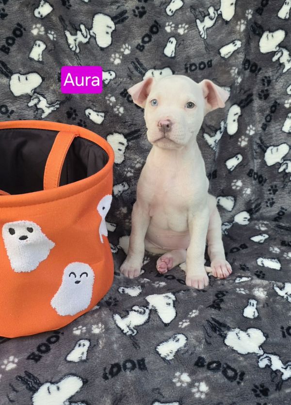Aura