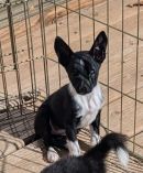 Juniper's profile on Petfinder.com