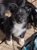 Argos's profile on Petfinder.com