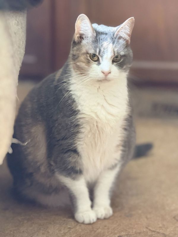 Maizie