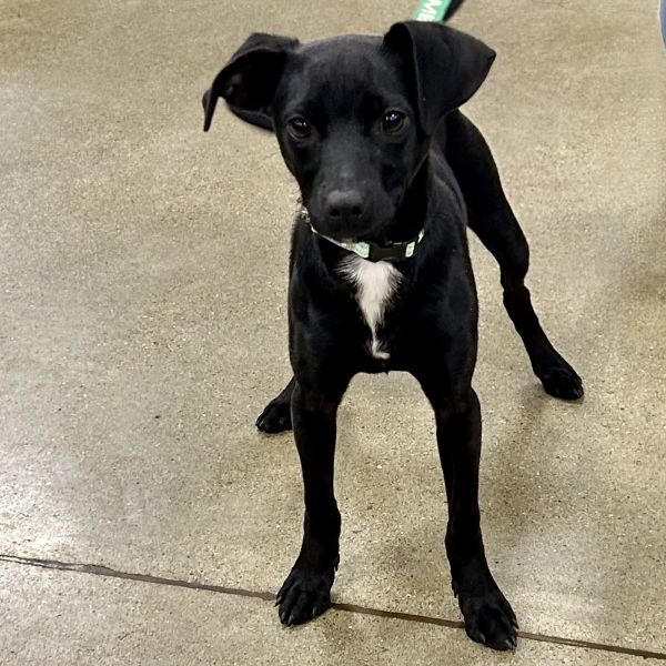 Moonlight thumbnail 3