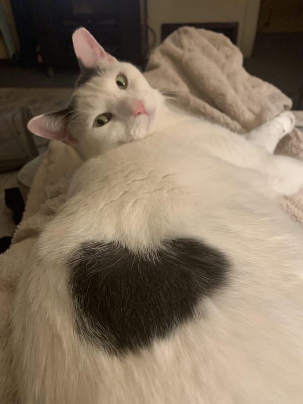 Buddy Turkish Van photo 1