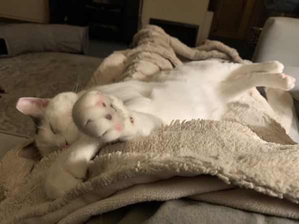 Buddy Turkish Van thumbnail 2