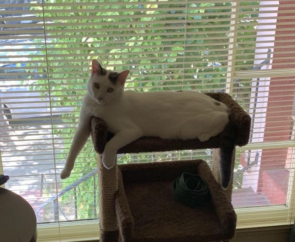 Buddy Turkish Van thumbnail 3