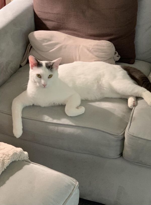 Buddy Turkish Van thumbnail 4