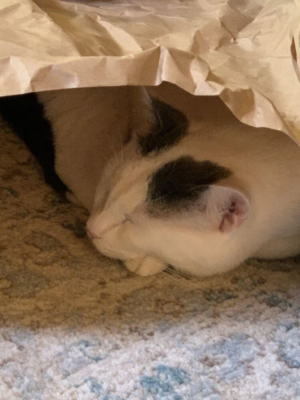 Buddy Turkish Van thumbnail 5