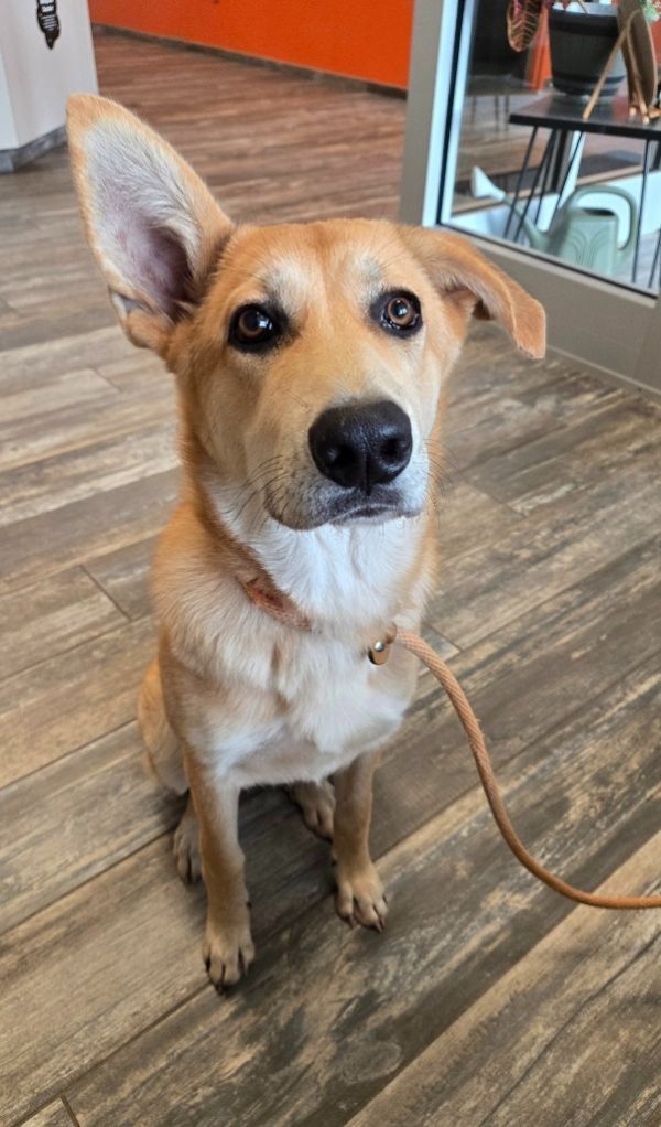 Goldie Yrly thumbnail 2