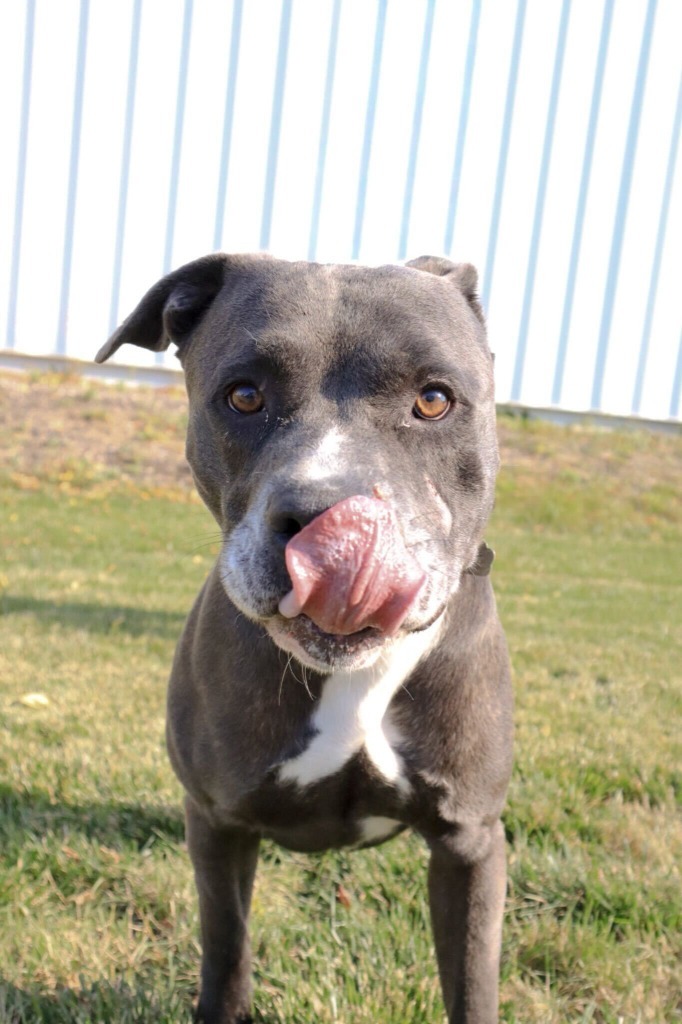 Atlas, an adoptable Mixed Breed in Minot, ND, 58702 | Photo Image 1