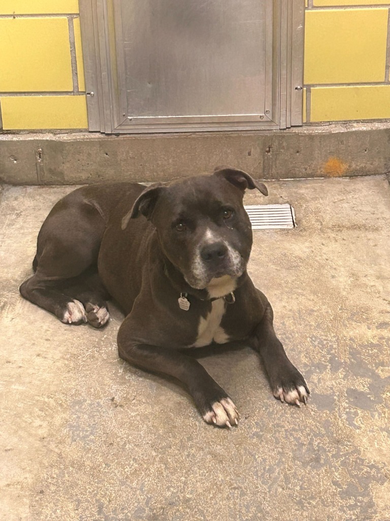 Atlas, an adoptable Mixed Breed in Minot, ND, 58702 | Photo Image 2