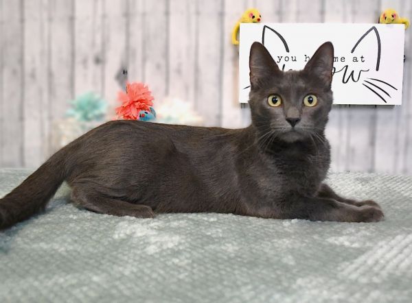 Cleopatra thumbnail 3